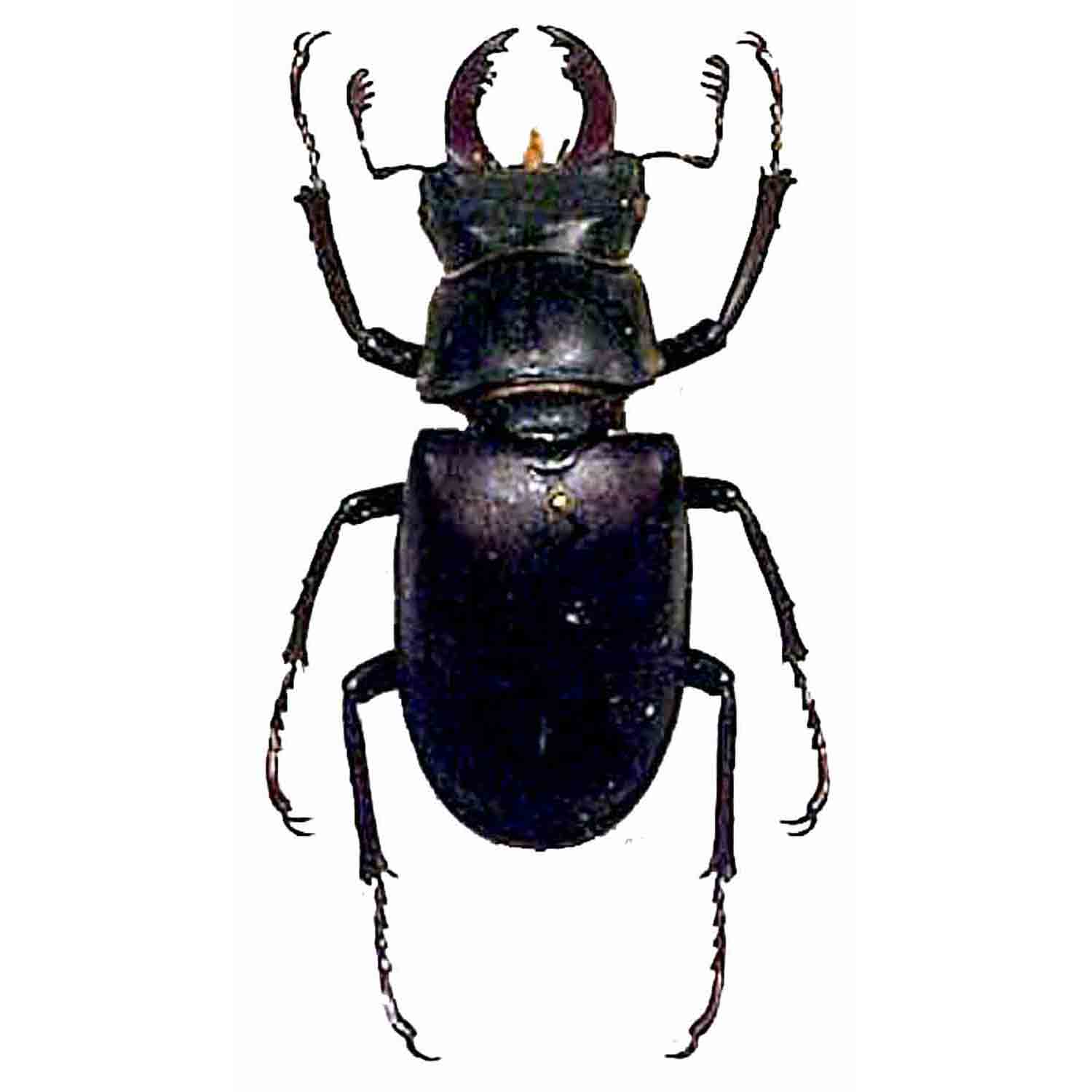 アート・デザイン・音楽 IL CERVo VOLANTE (Coleoptera lucanidae) アート・デザイン・音楽 IL CERVo VOLANTE (Coleoptera